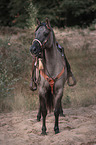 standing Quarab Horse