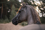 Quarab Horse portrait