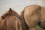 Quarab Horse faol with ball
