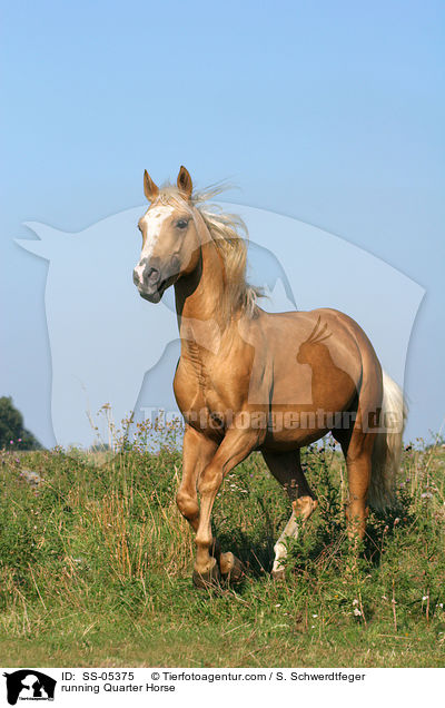 running Quarter Horse / SS-05375