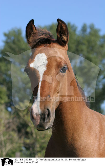 Quarter Horse Fohlen / Quarter Horse Foal / SS-05380