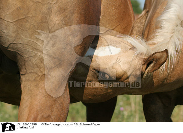 Saugfohlen / drinking foal / SS-05398
