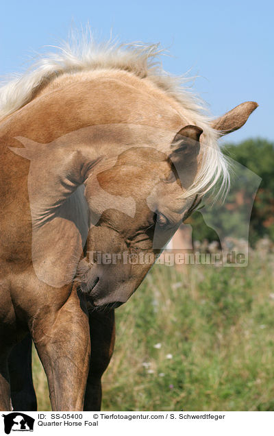 Quarter Horse Fohlen / Quarter Horse Foal / SS-05400