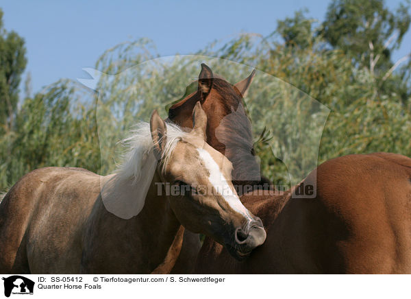 Quarter Horse Fohlen / Quarter Horse Foals / SS-05412