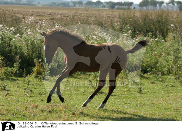 galloping Quarter Horse Foal / SS-05415