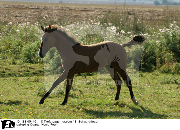galoppierendes Quarter Horse Fohlen / galloping Quarter Horse Foal / SS-05416