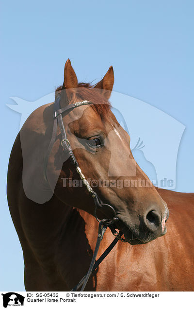 Quarter Horse Portrait / Quarter Horse Portrait / SS-05432