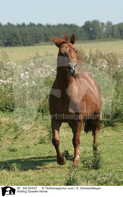 trabendes Quarter Horse / trotting Quarter Horse / SS-05437