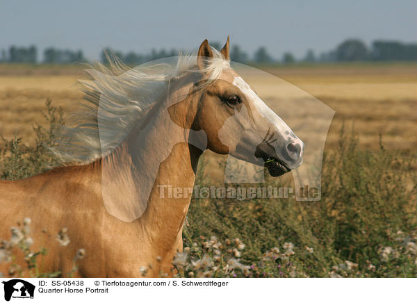 Quarter Horse Portrait / Quarter Horse Portrait / SS-05438