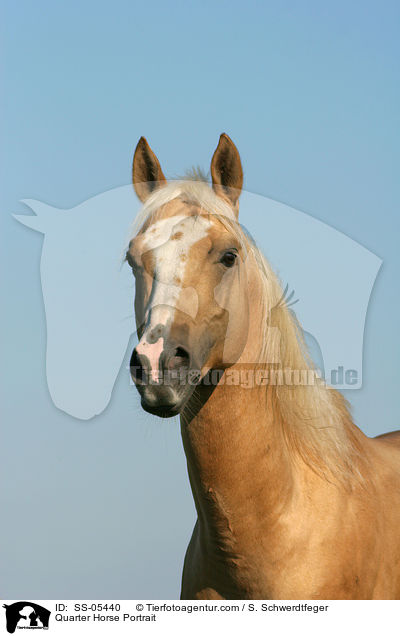 Quarter Horse Portrait / SS-05440