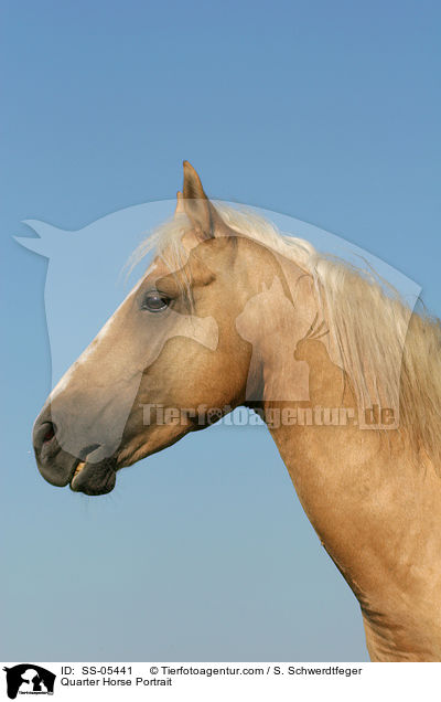 Quarter Horse Portrait / Quarter Horse Portrait / SS-05441