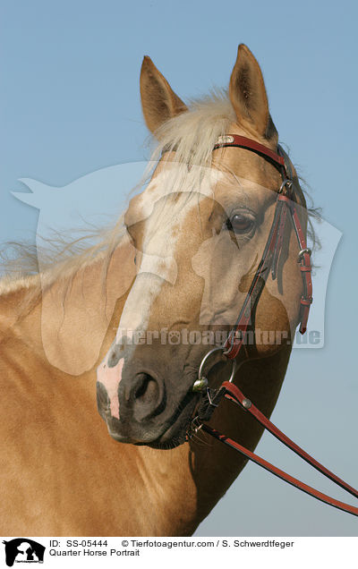 Quarter Horse Portrait / Quarter Horse Portrait / SS-05444