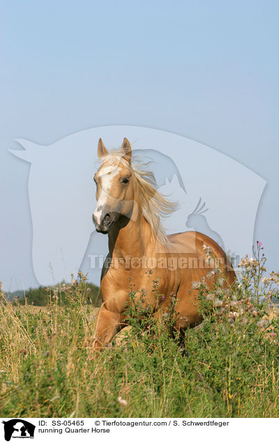 running Quarter Horse / SS-05465