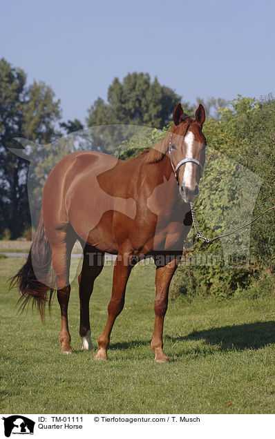 Quarter Horse / Quarter Horse / TM-01111