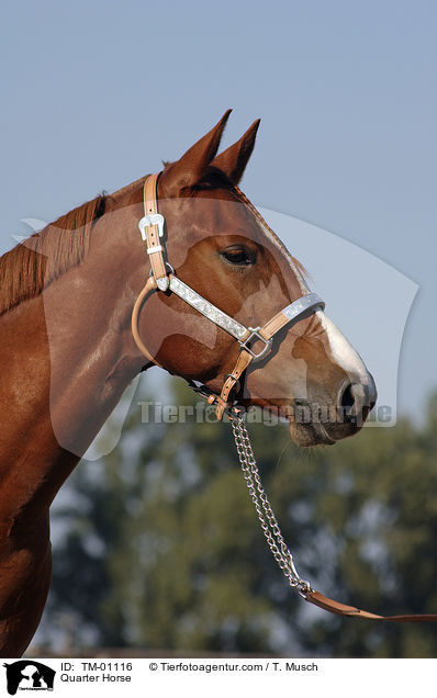 Quarter Horse / Quarter Horse / TM-01116