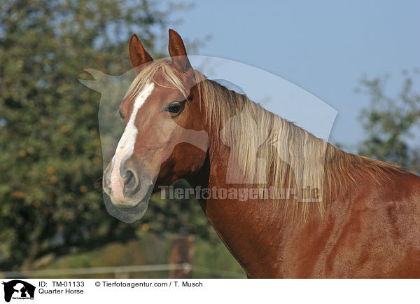 Quarter Horse / Quarter Horse / TM-01133