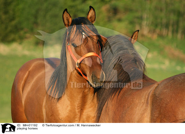 spielende Pferde / playing horses / MH-01192