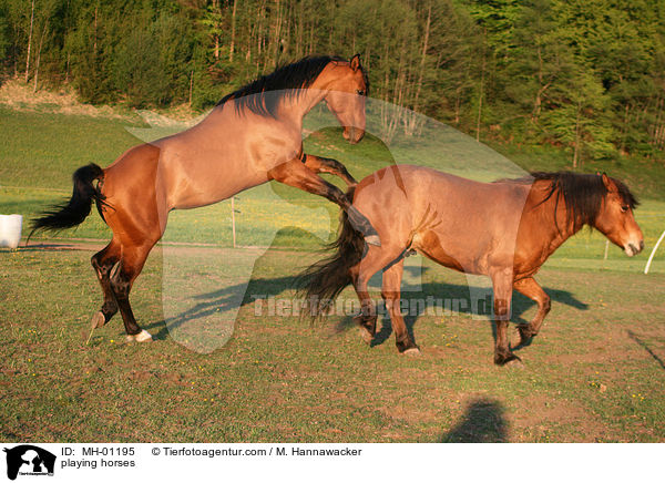playing horses / MH-01195