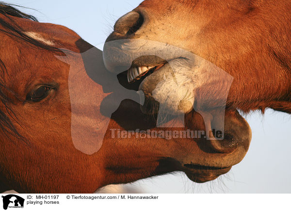 spielende Pferde / playing horses / MH-01197