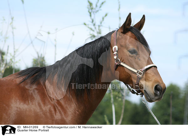 Quarter Horse Portrait / Quarter Horse Portrait / MH-01269