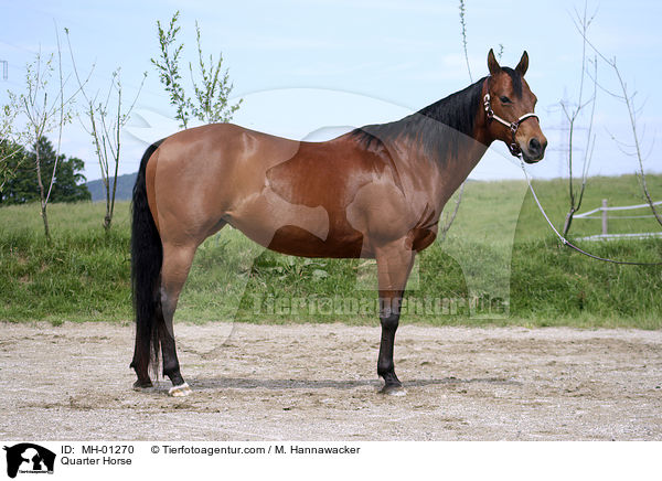 Quarter Horse / Quarter Horse / MH-01270