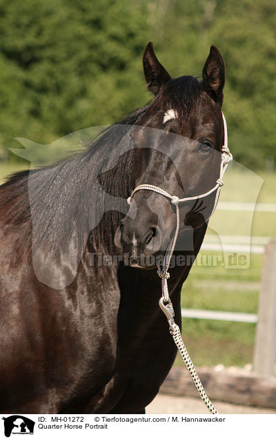 Quarter Horse Portrait / Quarter Horse Portrait / MH-01272