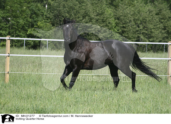 trabendes Quarter Horse / trotting Quarter Horse / MH-01277