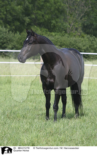 Quarter Horse / Quarter Horse / MH-01278