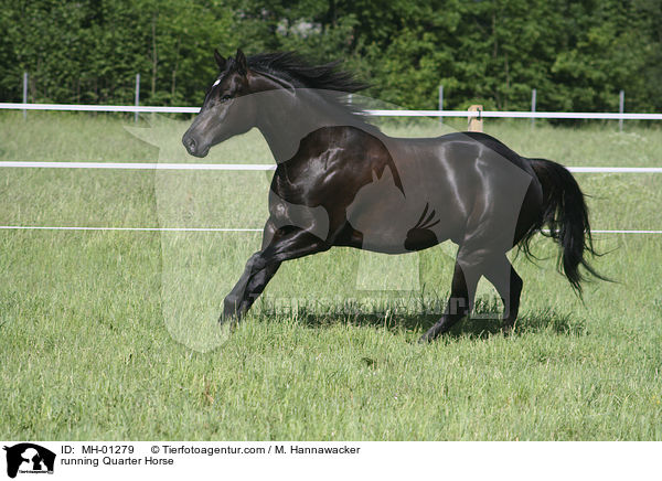 rennendes Quarter Horse / running Quarter Horse / MH-01279
