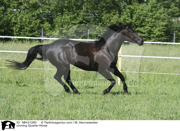 rennendes Quarter Horse / running Quarter Horse / MH-01280