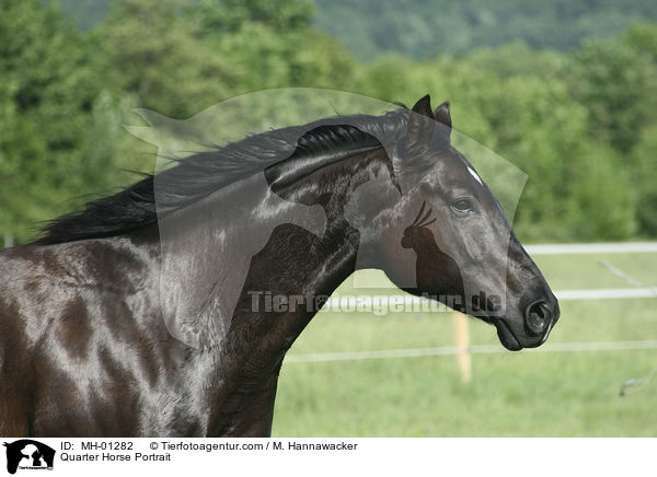 Quarter Horse Portrait / Quarter Horse Portrait / MH-01282