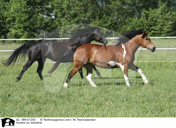 Pferde auf der Weide / horses on meadow / MH-01283