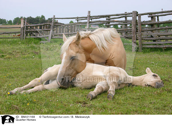 Quarter Horses / Quarter Horses / BM-01168