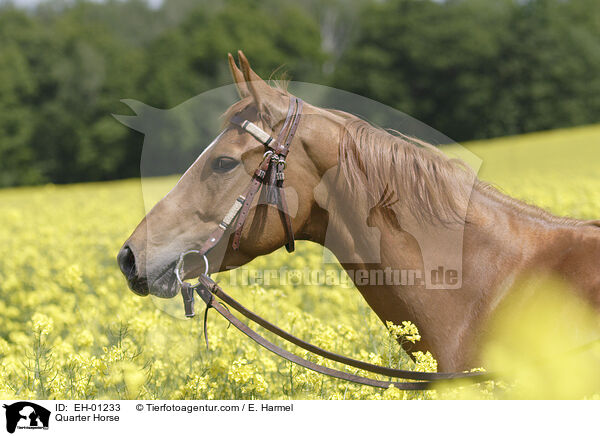 Quarter Horse / Quarter Horse / EH-01233