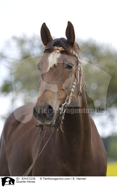 Quarter Horse / Quarter Horse / EH-01238