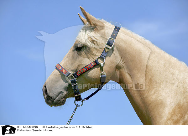 Palomino Quarter Horse / Palomino Quarter Horse / RR-16036