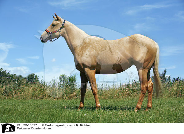 Palomino Quarter Horse / Palomino Quarter Horse / RR-16037