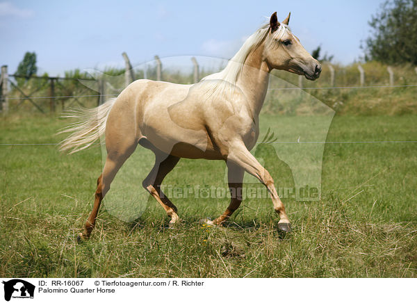Palomino Quarter Horse / Palomino Quarter Horse / RR-16067