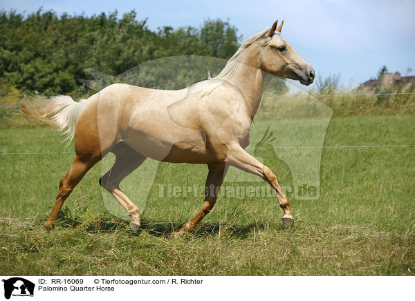 Palomino Quarter Horse / Palomino Quarter Horse / RR-16069