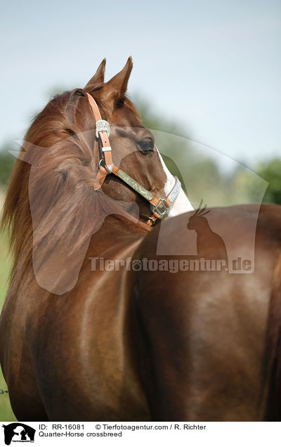 Quarter-Horse-Mix / Quarter-Horse crossbreed / RR-16081