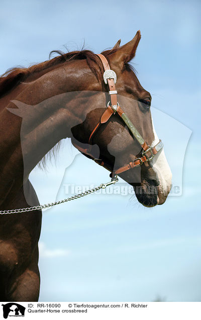 Quarter-Horse-Mix / Quarter-Horse crossbreed / RR-16090