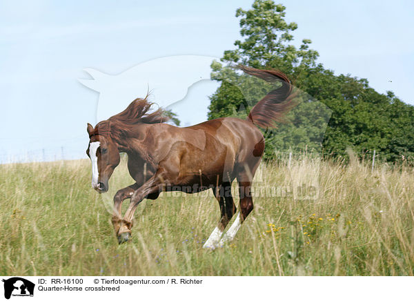 Quarter-Horse-Mix / Quarter-Horse crossbreed / RR-16100