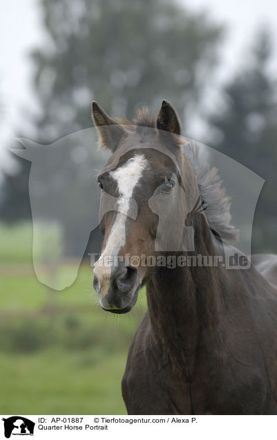 Quarter Horse Portrait / Quarter Horse Portrait / AP-01887
