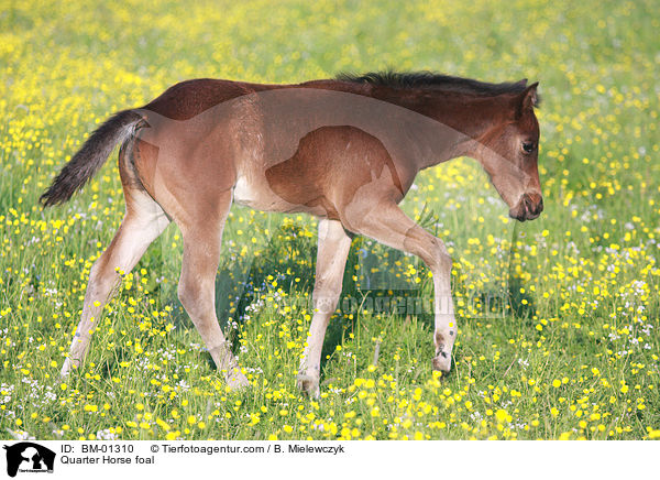 Quarter Horse foal / BM-01310