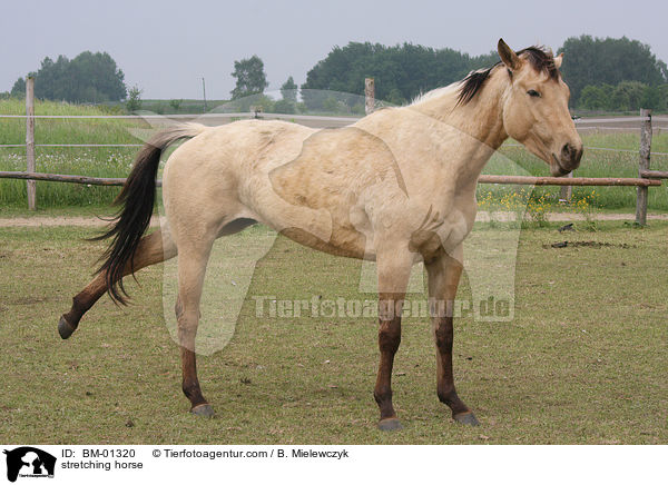 sich streckendes Pferd / stretching horse / BM-01320