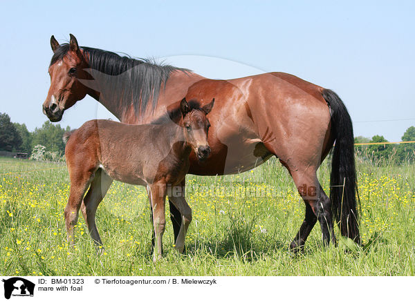 Stute mit Fohlen / mare with foal / BM-01323