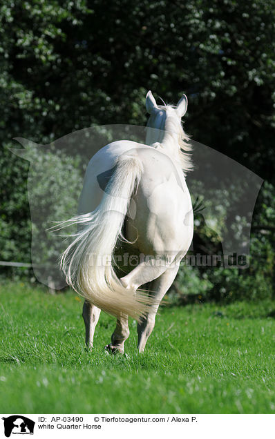Quarter Horse Schimmel / white Quarter Horse / AP-03490