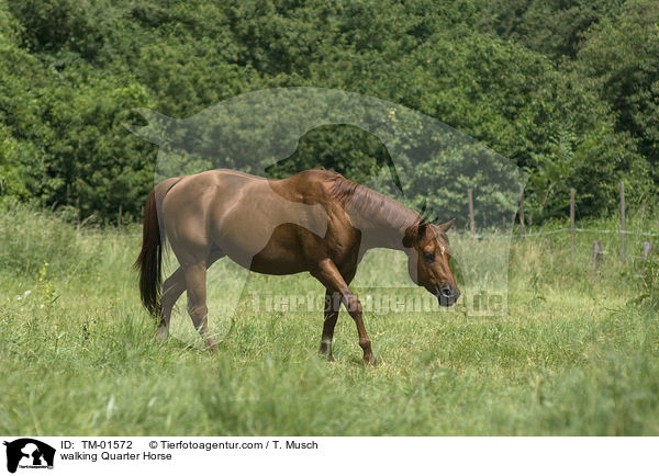 walking Quarter Horse / TM-01572