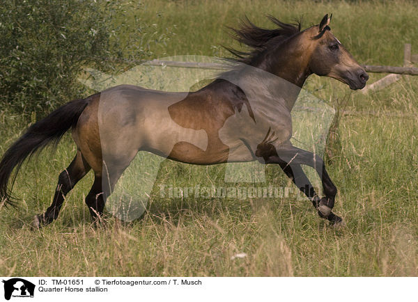 Quarter Horse Hengst / Quarter Horse stallion / TM-01651