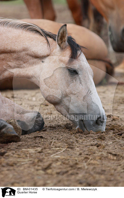 Quarter Horse / Quarter Horse / BM-01435